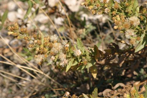 image Olivarda o Hierba pulguera (Dittrichia viscosa)