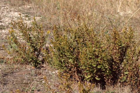 image Olivarda o Hierba pulguera (Dittrichia viscosa)