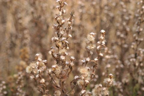 image Olivarda o Hierba pulguera (Dittrichia viscosa)