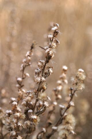 image Olivarda o Hierba pulguera (Dittrichia viscosa)