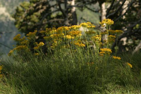 image Senecio adonidifolius