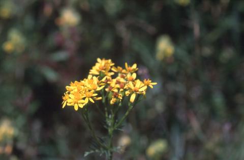 image Senecio adonidifolius