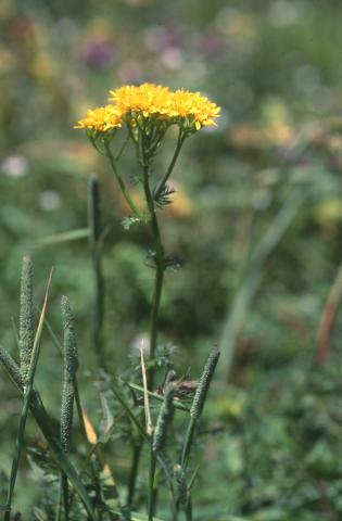 image Senecio adonidifolius