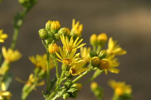 image Hierba de Santiago (Senecio jacobaea)