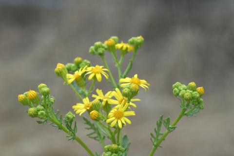 image Hierba de Santiago (Senecio jacobaea)