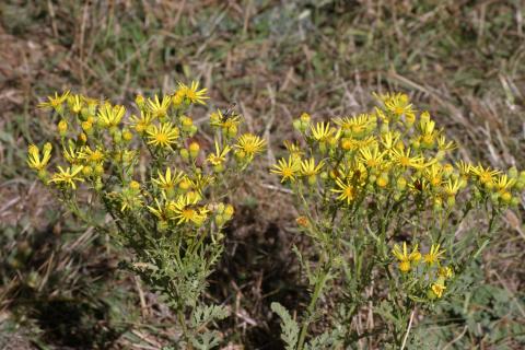 image Hierba de Santiago (Senecio jacobaea)