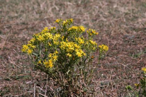image Hierba de Santiago (Senecio jacobaea)