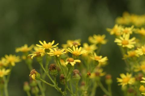 image Hierba de Santiago (Senecio jacobaea)