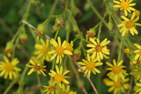 image Hierba de Santiago (Senecio jacobaea)
