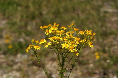 image Hierba de Santiago (Senecio jacobaea)