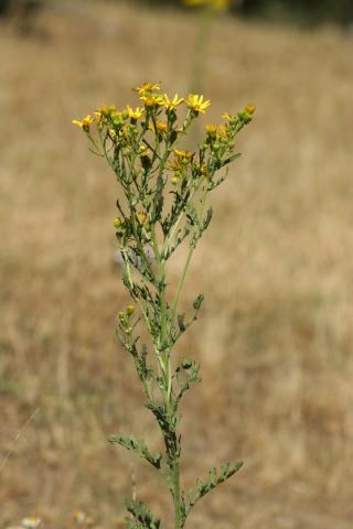 image Hierba de Santiago (Senecio jacobaea)