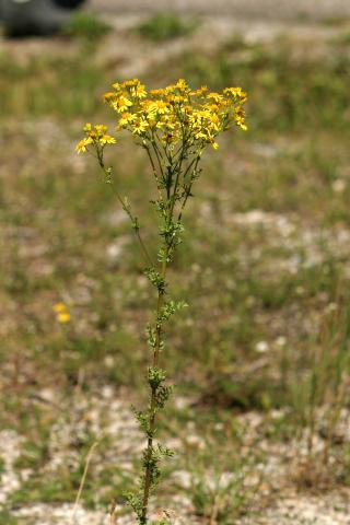 image Hierba de Santiago (Senecio jacobaea)