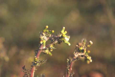 image Hierba cana (Senecio vulgaris)