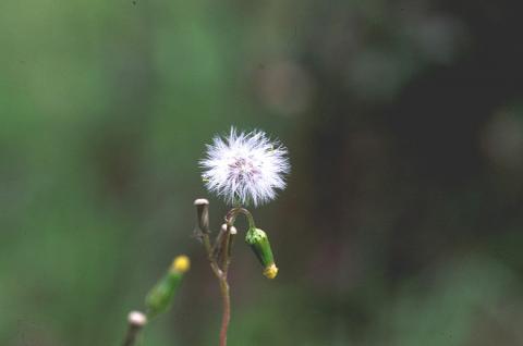 image Hierba cana (Senecio vulgaris)