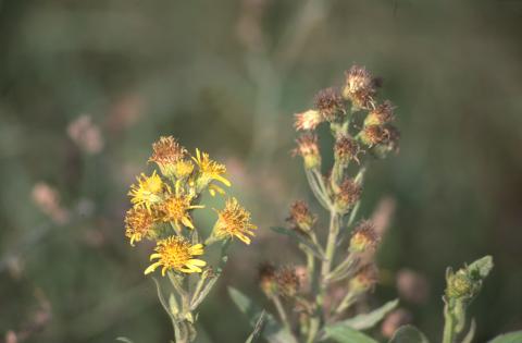 image Vara de oro (Solidago virgaurea)