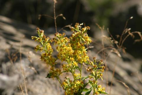 image Vara de oro (Solidago virgaurea)