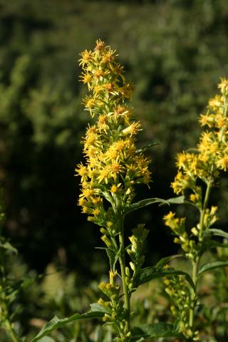 image Vara de oro (Solidago virgaurea)