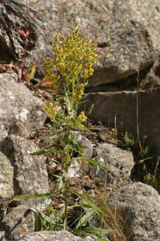 image Vara de oro (Solidago virgaurea)