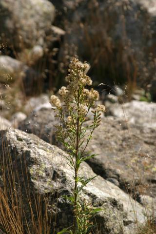 image Vara de oro (Solidago virgaurea)