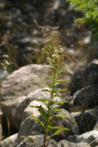 image Vara de oro (Solidago virgaurea)