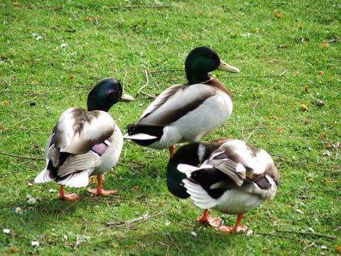 image Patos en Regent's Park, Londres, Reino Unido