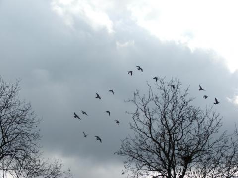 image Aves en Regent's Park, Londres, Reino Unido