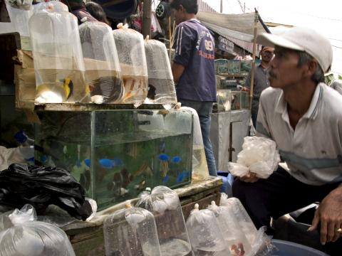 image Puesto de peces tropicales, Jakarta, Indonesia