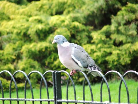 image Paloma sobre verja, Regent's Park, Londres, Reino Unido