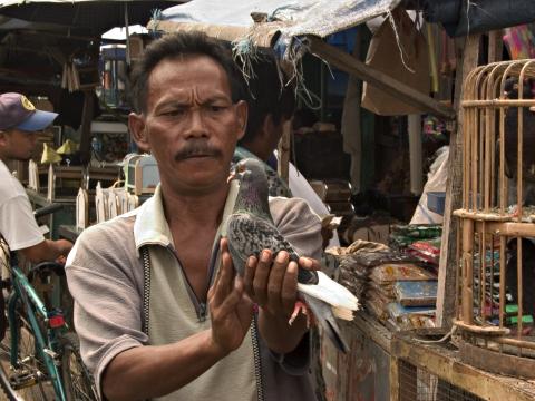 image Vendedor de palomas, Jakarta, Indonesia