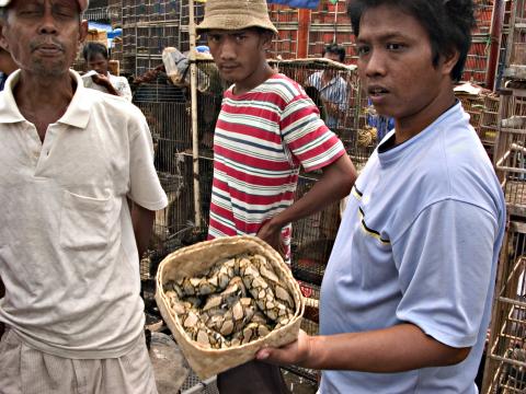 image Vendedor de serpientes, Jakarta, Indonesia