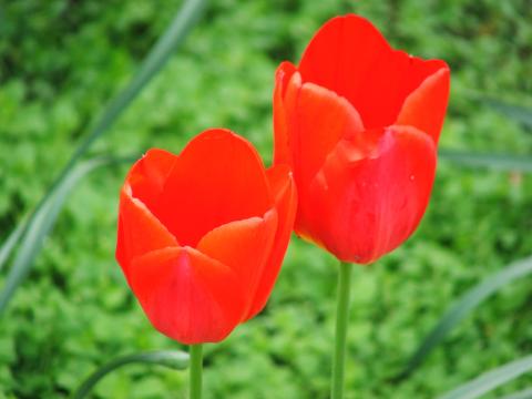 image Hyde Park, Londres, Reino Unido