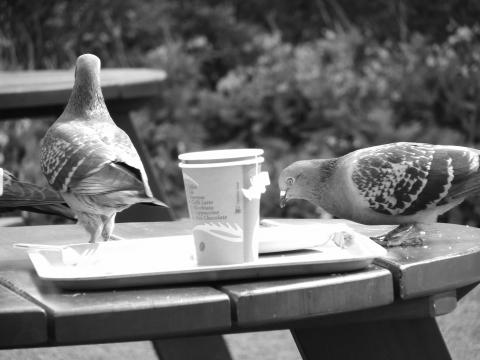 image Palomas comiendo restos de comida
