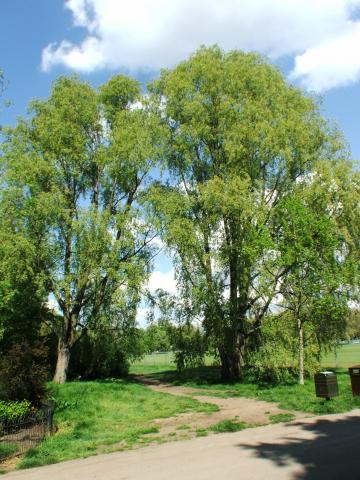 image Árboles en Regent's Park, Londres, Reino Unido