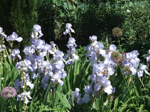 image Flores en Regent's Park, Londres, Reino Unido
