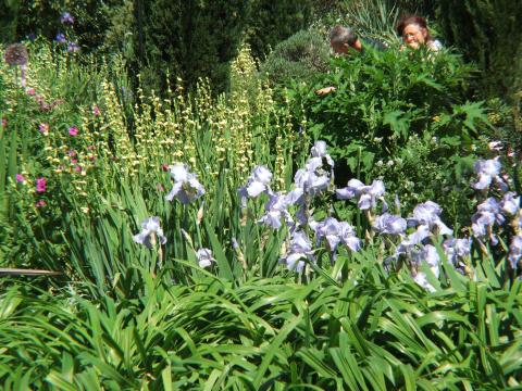 image Flores en Regent's Park, Londres, Reino Unido