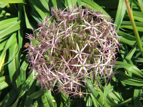 image Flores en Regent's Park, Londres, Reino Unido