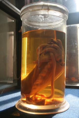 image Espécimen de museo, Sunda Kelapa, Indonesia