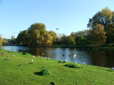 image Lago con patos en Hyde Park, Londres