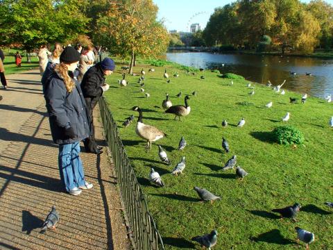 image Alimentando a los patos en Hyde Park, Londres