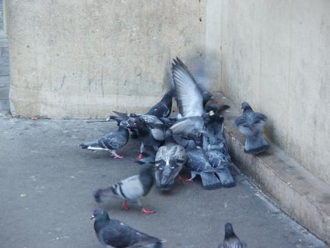image Palomas comiendo desperdicios, París