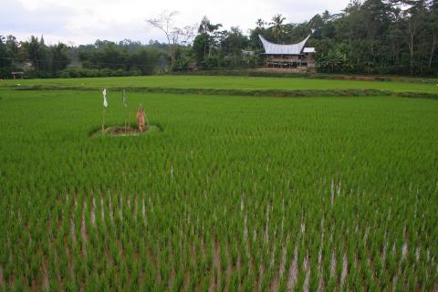 image Arrozal, Sulawesi, Indonesia