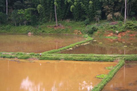 image Arrozal, Sulawesi, Indonesia