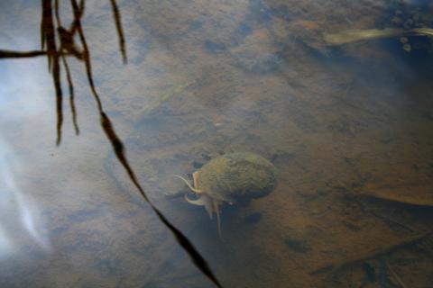 image Caracol devorador de arrozales, Sulawesi, Indonesia