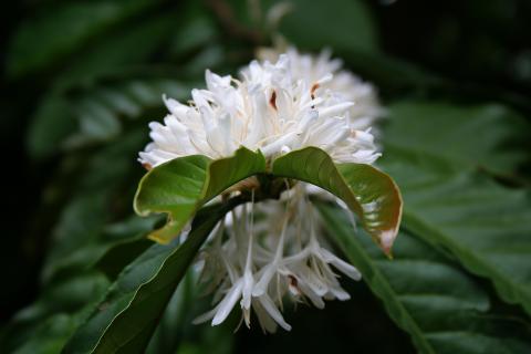 image Flor del café, Sulawesi, Indonesia