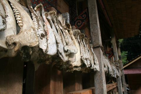 image Quijadas de búfalos, Sulawesi, Indonesia