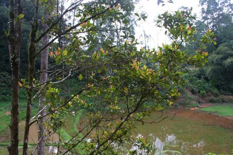 image Árbol del café, Sulawesi, Indonesia