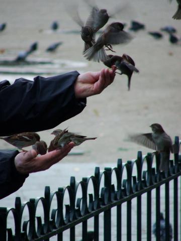 image Hombre alimentando a los pájaros, París