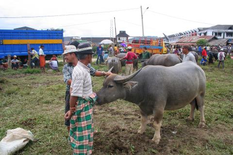 image Búfalos, Sulawesi, Indonesia