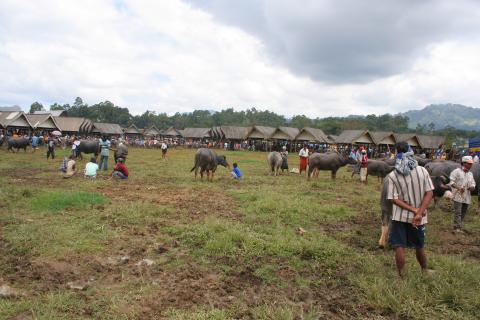 image Búfalos, Sulawesi, Indonesia