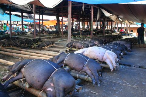 image Cerdos, Sulawesi, Indonesia